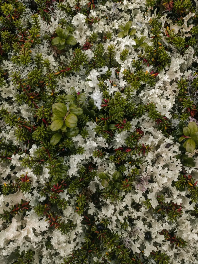 Escale Polaire — Iceberg, brume, lichen